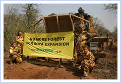 Greenpeace Argentina campaign against forest destruction